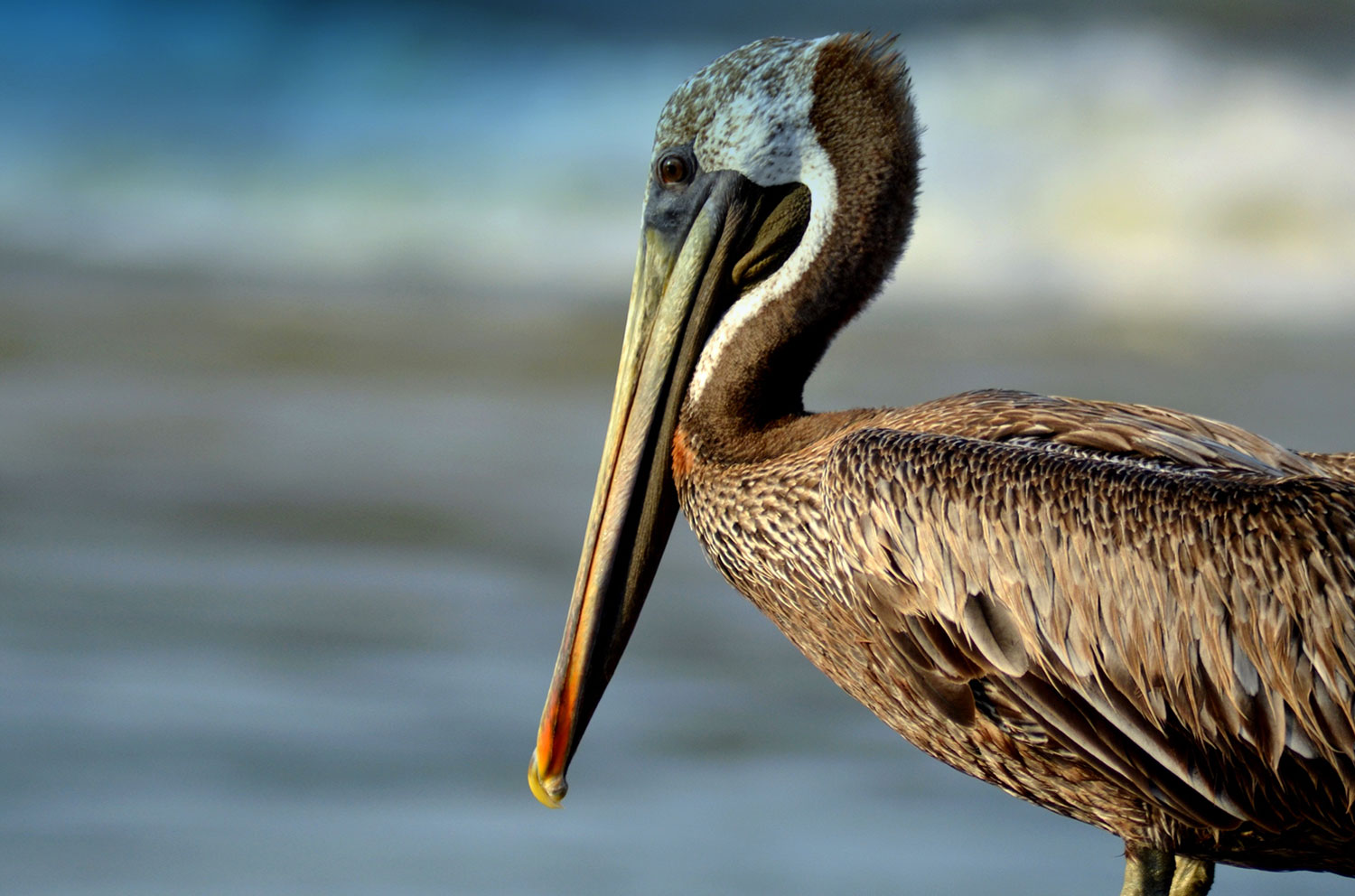 brown-pelican