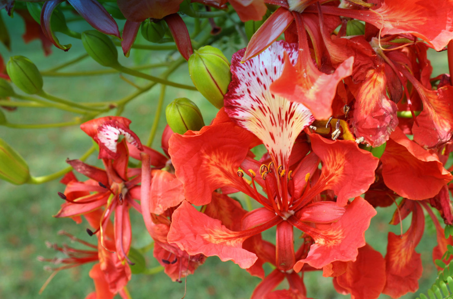 poinciana