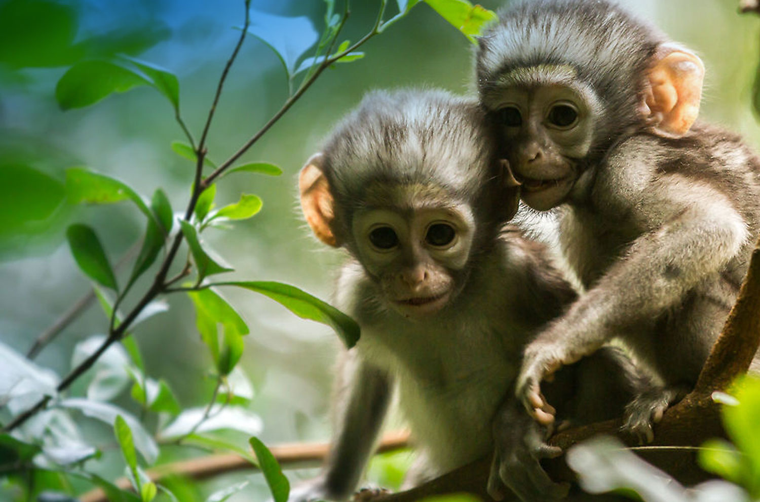 vervet-monkeys